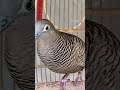 Local turtle doves have a crystal clear topcer sound for bait that responds immediately #shorts