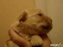 singing puppy 