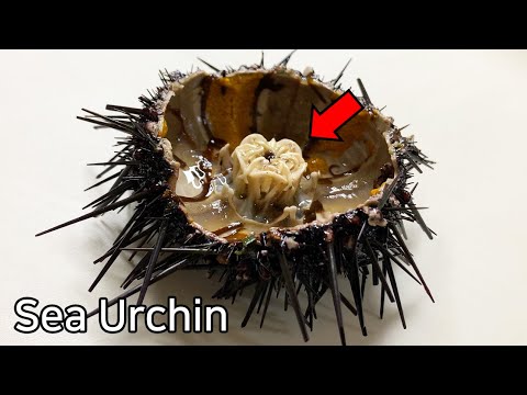 Strange Organ Inside a Sea Urchin !  - Sea Urchin Dissection