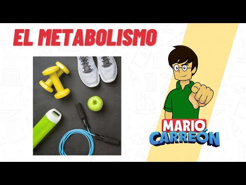 El Metabolismo