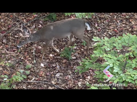 Back in the Stand! Early Season Whitetails – WV 2025 (E1) 