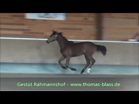 Rahmannshof Born To Win von Baluga x Ultimo - FOR SALE