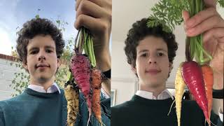 Harvesting the First Rainbow Carrots!!!