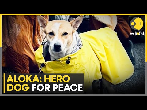 Peace Dog: Meet Aloka, the Rescue Dog Leading Buddhist Monks Across America | WION