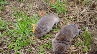 Do You Have Voles in Your Yard