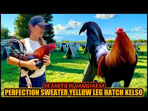 Perfection Sweater Yellow Leg Hatch Kelso ~ GRANDVIEW GAMEFARM