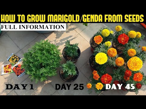 How to grow marigold from seeds