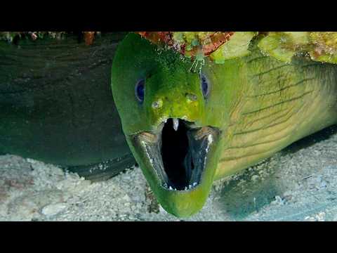 19 Eels - scuba diving video