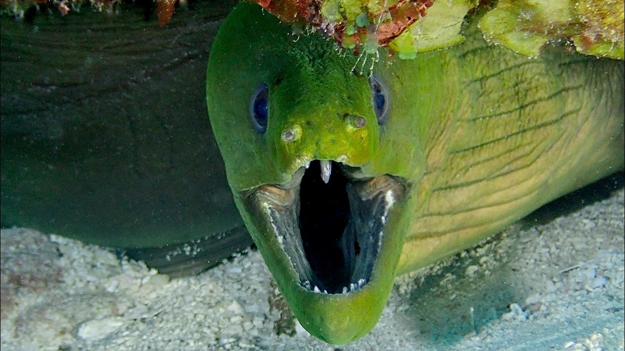 Second of 4 Invertebrate - Caribbean - Multiple critter videos, genus and species.