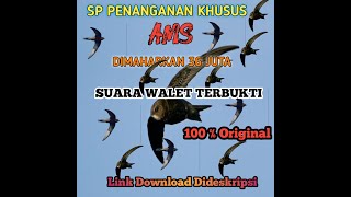 Download lagu Suara panggil walet original.SP PENANGANAN KHUSUS (AMS) mp3 Download lagu Suara panggil walet original.SP PENANGANAN KHUSUS (AMS) mp3