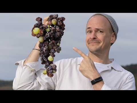 Tokajer Wein – Aus faulen Trauben wird flüssiges Gold