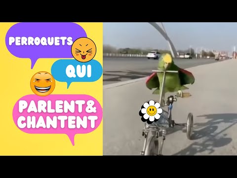 Perroquets drôles qui parlent et chantent en vidéo