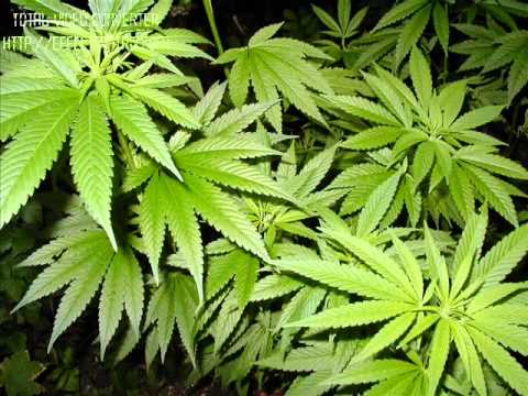 BubelQlop - Więcej THC