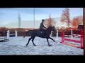 Gelding Zangersheide For sale 2021 Grey