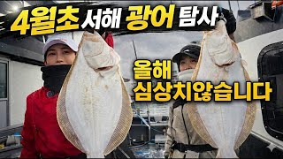 4월 서해 광어 시즌 오픈! 첫 탐사부터 대물 줄줄이? 올해는 진짜 다릅니다! ㅣ백사장항 영차호 🛥️