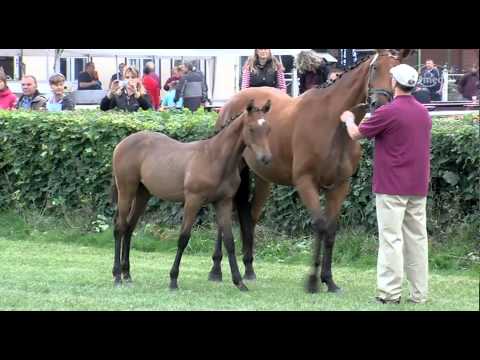 Stutfohlen v. Colestus - Quidam de Revel