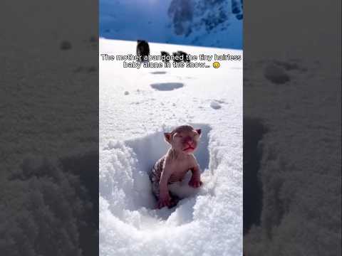 She left him alone in the freezing snow. I couldn't just walk away... 💔