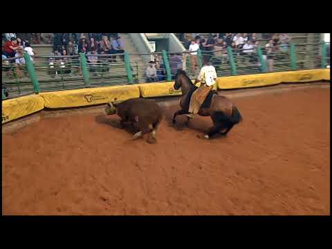 Classificatória Gaúcha - 4º lugar machos - Feitiço Cavalera (Mangueira II)