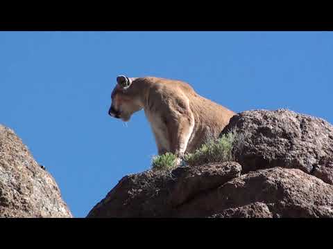 2020 Mountain Lion Hunt