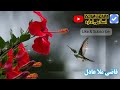 قاضی ملا عادل Qazi Mola Adil Pashto HD Naat پښتو نعتونه