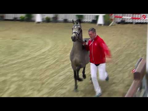 Stallion  Sons of Golden State