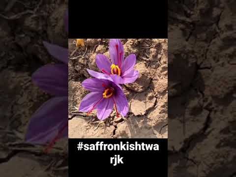 #saffron #kishtwar #pochhal