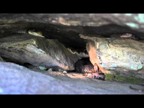 YouTube Video MBpJsLOdVLI