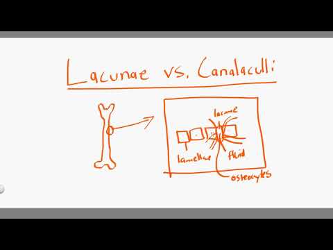 lacunae vs canalaculli