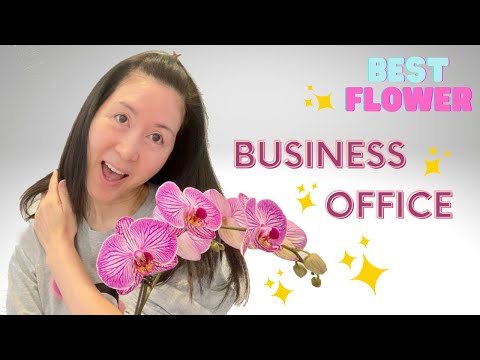 🟢 How To Care For Orchids Indoors Business & Office 🟢 Orchid Care For Beginners