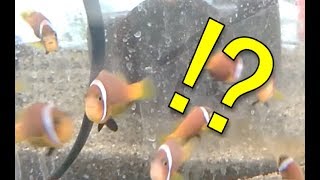 このクマノミもかわいい・・・。　Anemone Fish