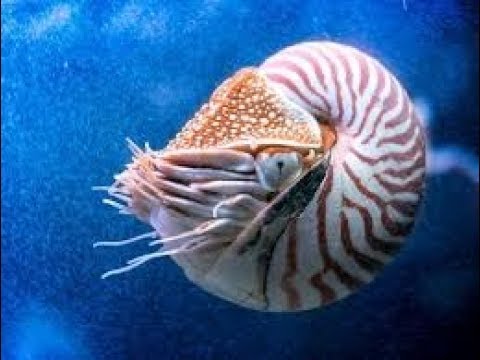 Nautilus is very clean