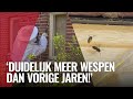 Nest zo groot als skippybal: "500% meer wespen dan vorig jaar"