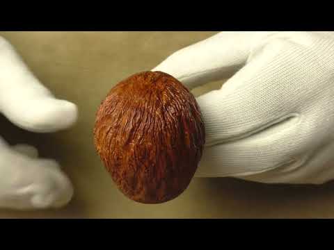 Viprati Rusticata - pipe 346