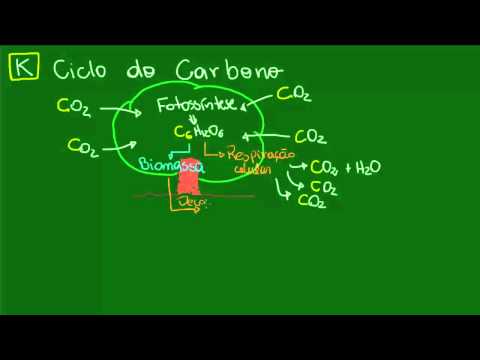 Ciclo do Carbono - Ecologia - Biologia