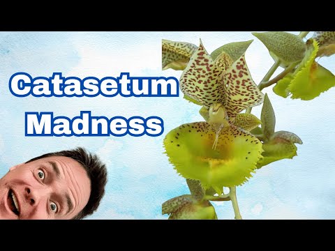 How to Grow Catasetum Orchids