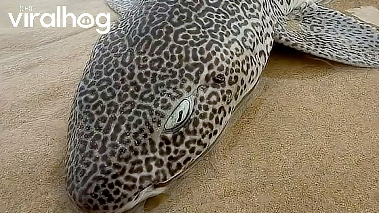 Leopard Catshark || ViralHog