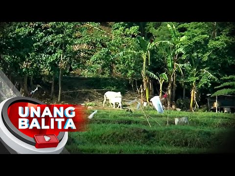 Baka, namatay matapos tamaan umano ng kidlat | UB