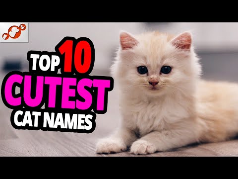 🐈 Cutest Cat Names - TOP 10 Cutest Cat Names For Male & Female!