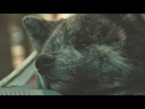 Pavell & MIRO - Без Лимит/No Limit