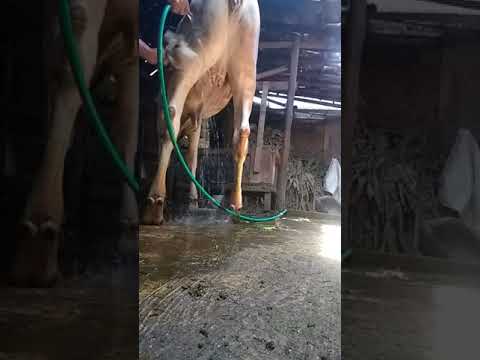 gadis bule mandi gaesss,,, hampir terpeleset....😀