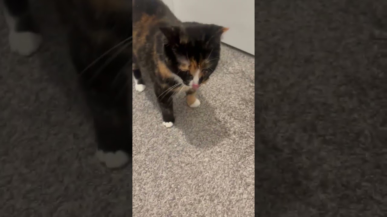 Enlarge Callie Fiorella, a Adoptable Domestic Short Hair in Fairview Heights, IL video 6/6