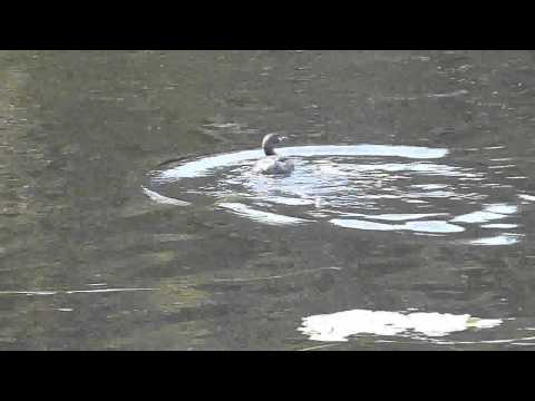 Australian Grebe 2011/06/12(1)