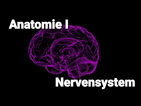 Heilpraktiker Psychotherapie: Lernvideos Grundlagen Anatomie I Nervensystem Prüfungsvorbereitung HPP