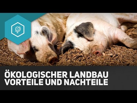 , title : 'Ökologischer Landbau: Vorteile und Nachteile - Landwirtschaft in Industrieländern 7'