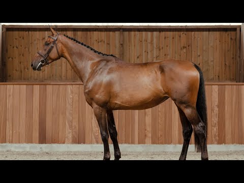 My Hawks Gemera - Standing