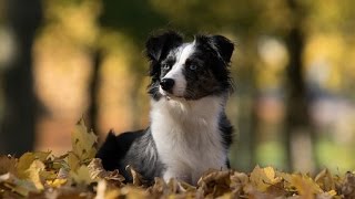 ** Australian Shepherd Puppy Training ** WOW!!!