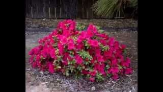 Red Bird Azaleas Blooming Time Lapse March 2013