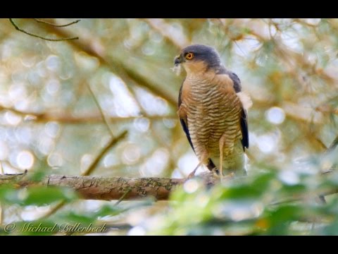 Eurasian Sparrowhawk Accipiter nisus — male