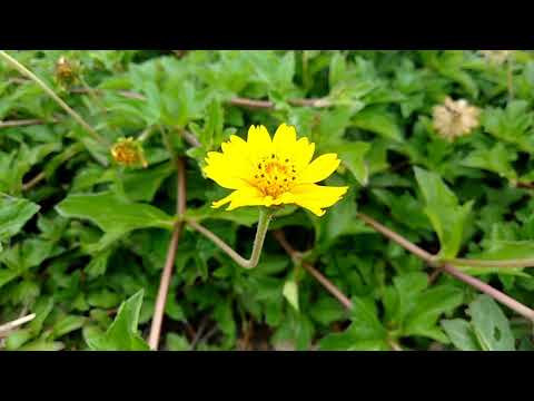 A beautiful yellow flower blowing in the wind