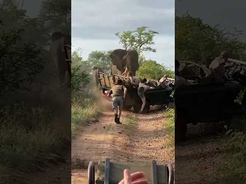 African Elephant Attacks a Safari Vehicle 😲🐘🌿😣
